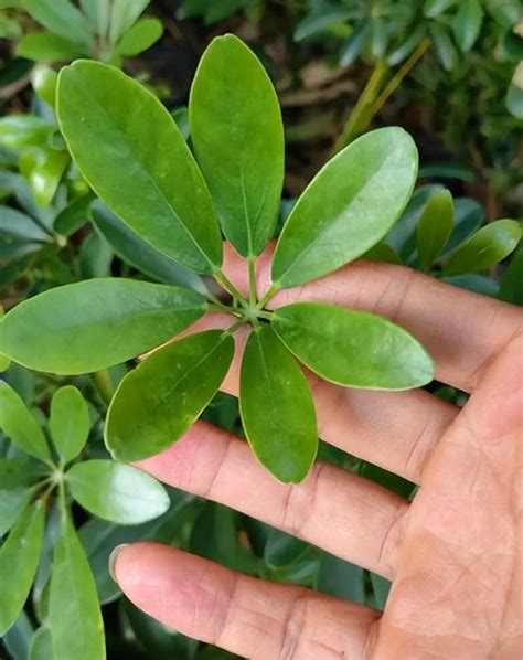 鴨腳木 風水|鴨腳木在風水上：吸財聚氣、淨化環境的吉祥植物